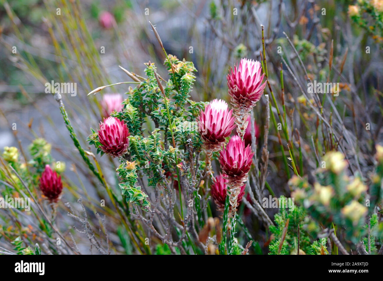 Pink Proteas on Table Mountain Stock Photo