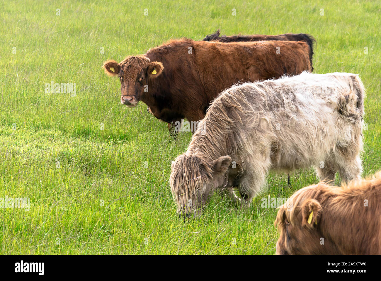 Dairy Cows grazing in a grassy field in spring Stock Photo