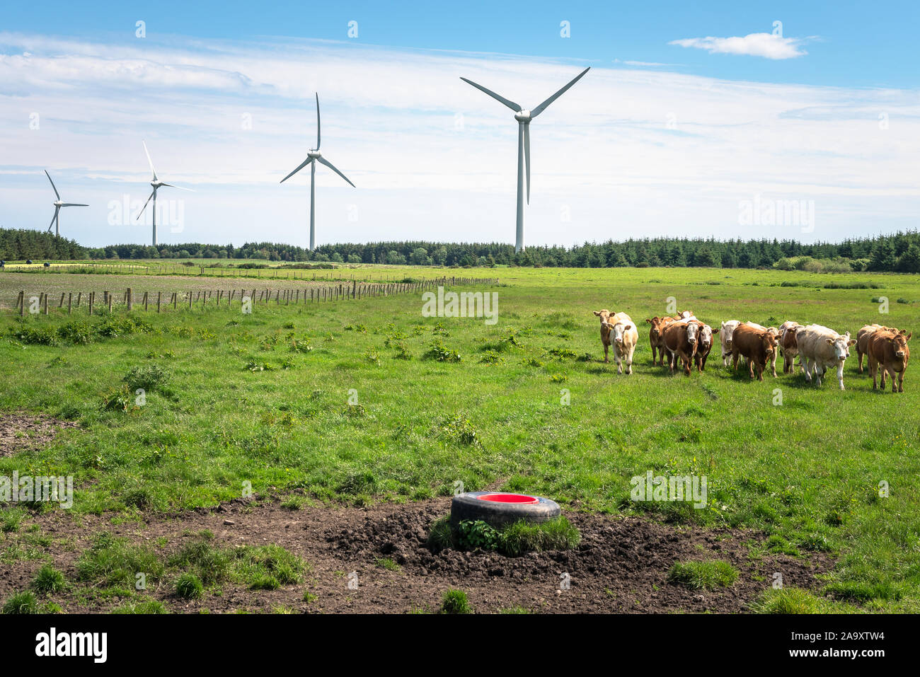 Wind turbines with cows in a grassy field in foreground on a sunny spring day Stock Photo
