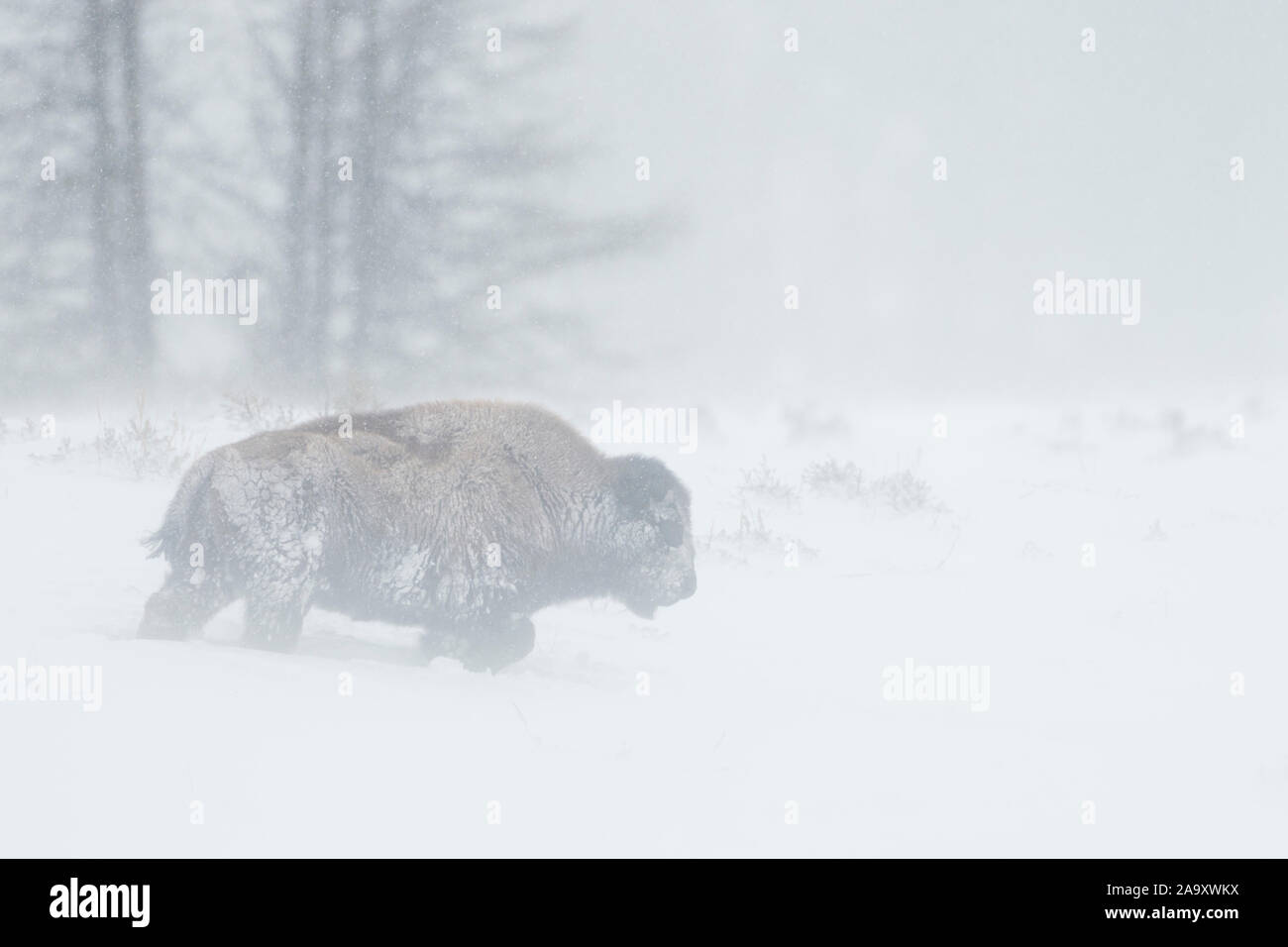 American Bison ( Bison bison ) in a blizzard, single adult, walking