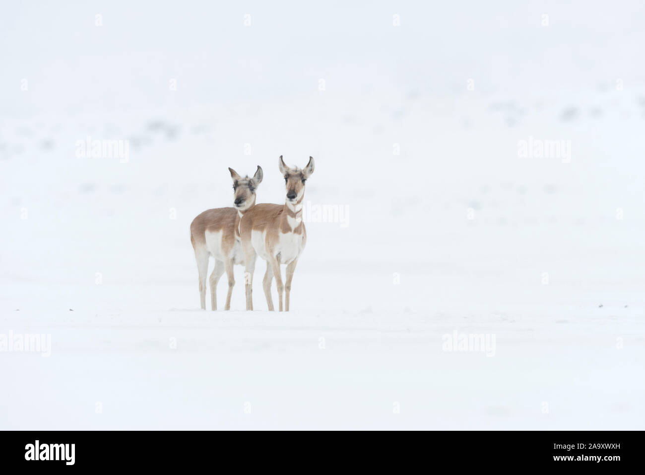 Pronghorns / Gabelboecke / Gabelantilopen ( Antilocapra americana ) two females in winter, blowing snow, waiting, watching , Yellowstone area, USA. Stock Photo