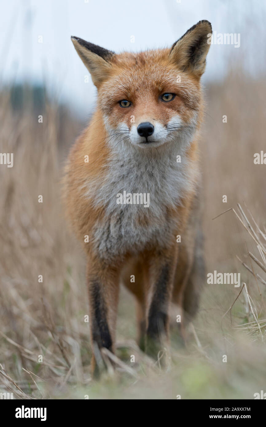 Red Fox ( Vulpes vulpes ) on a fox path in high dry reed grass, looks cautious and indecisive, close frontal shot, low point of view, wildlife. Stock Photo