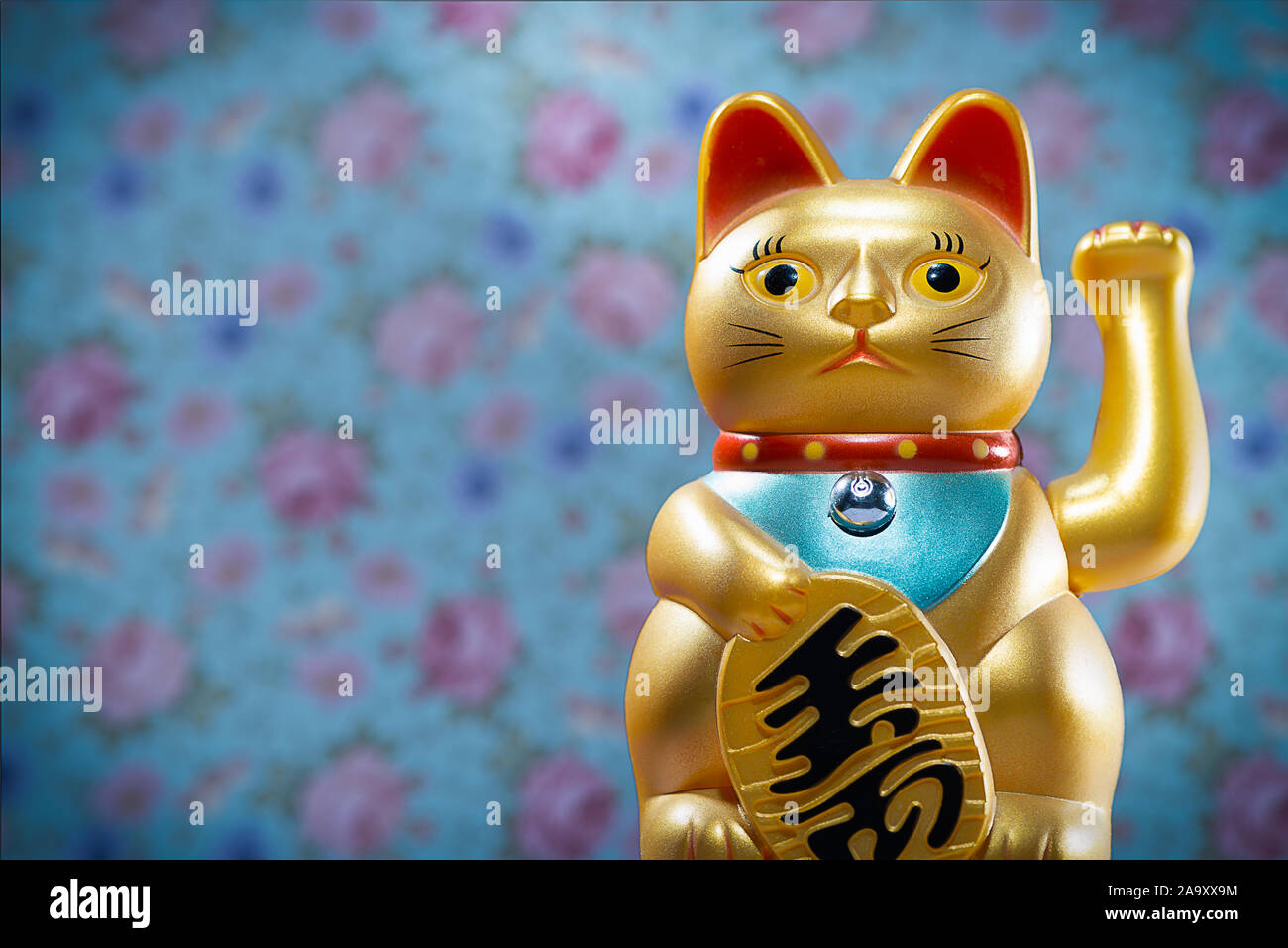 Maneki neko, Goldon lucky cat with colored background, post card. Japan, china, asia, Cat brings good luck and wealth Stock Photo