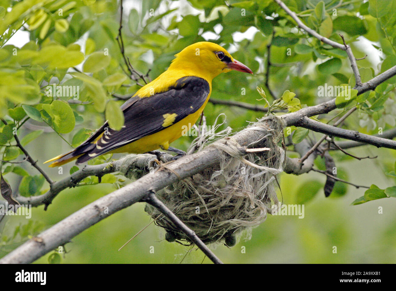 Pirol oriolus oriolus golden oriole hi-res stock photography and images ...