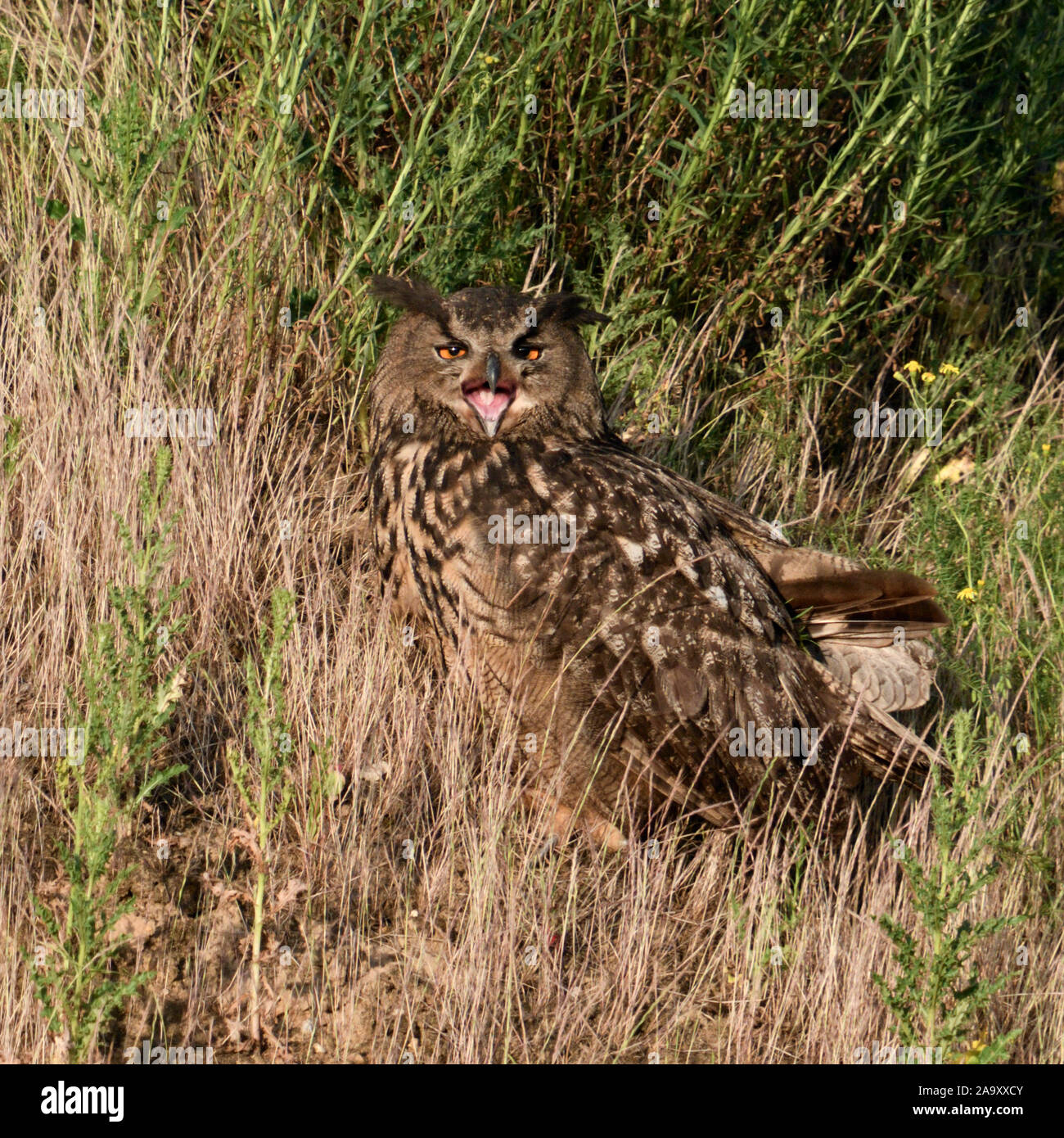 Eurasian Eagle Owl / Europaeischer Uhu ( Bubo bubo ), adult, sitting in a wall, watching for its chicks, calling, warning, wildlife, Europe. Stock Photo