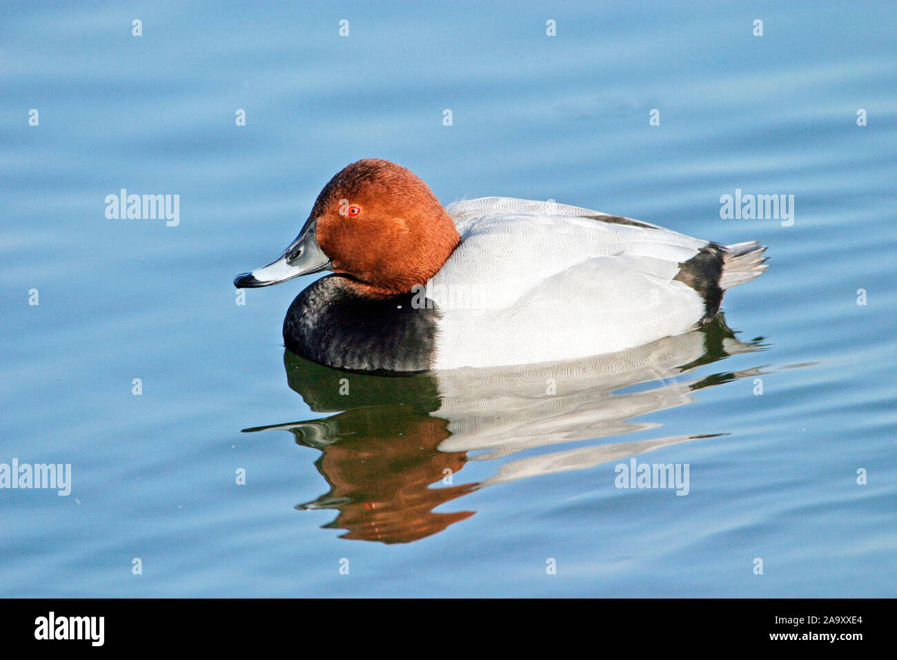 Tiere, Voegel, Entenvoegel, Ente, Tafelente, Aythya ferina,   Animals, birds, duck, Pochard, Stock Photo