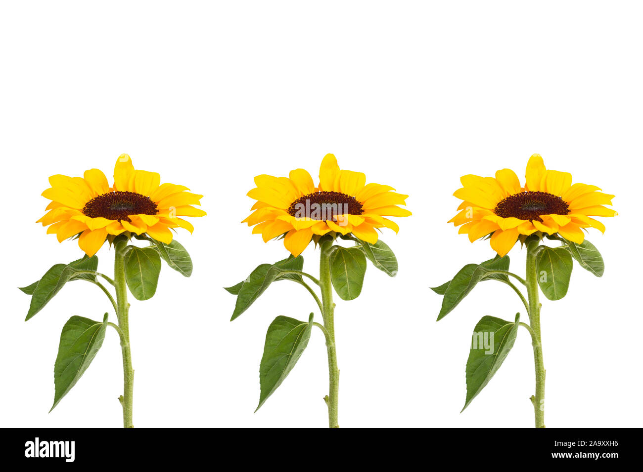 Three sunflowers on a white background Stock Photo