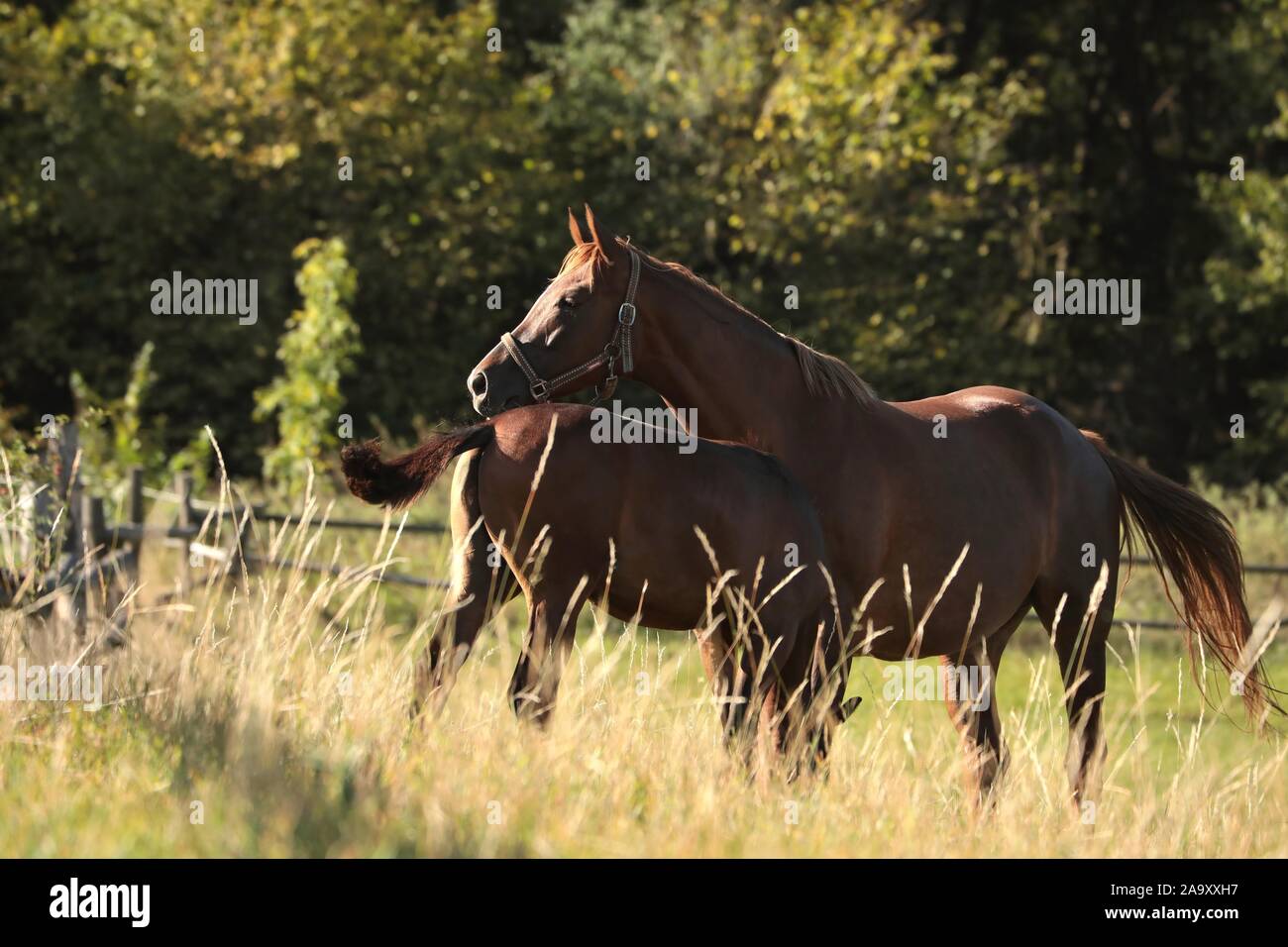 Mare with offspring on the background of trees. Stock Photo