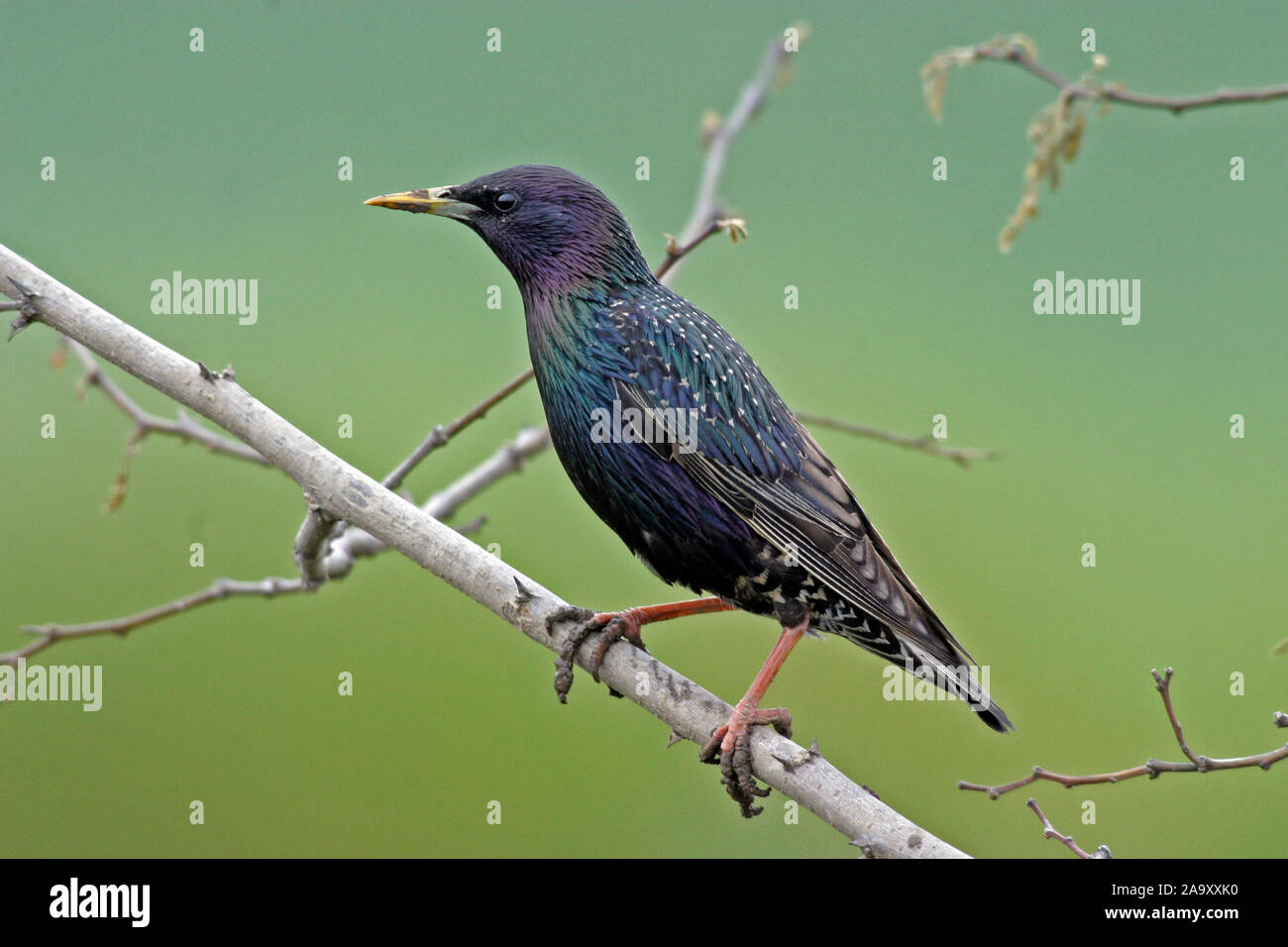Tiere, Vogel, Voegel, Singvoegel, Singvogel, Star, Animals, bird, birds