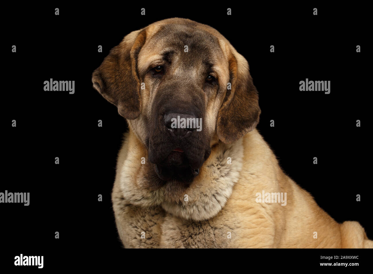 Good Spanish Mastiff Dog Looks Up Lying on the Floor. Portrait Huge Dog.  Copy Space. Stock Image - Image of head, spanish: 134514369