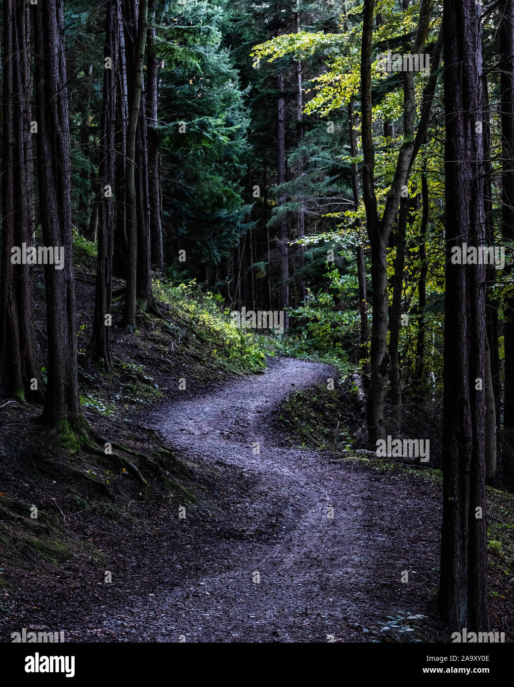 Hamsterley Forest path, Durham Stock Photo