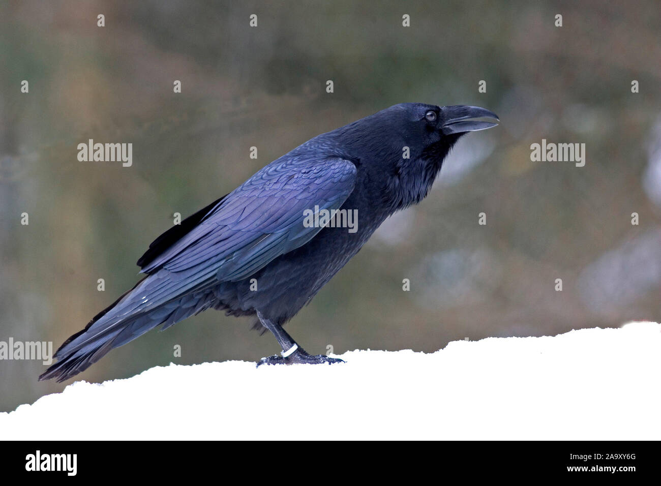 Kolk Rabe Tiere, Voegel, Rabenvoegel, Kolkrabe, Animals, Birds, raven, Crows ...
