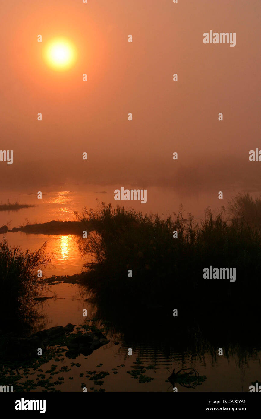 Nebelstimmung am Sabie-River; foggy morning at Sabie-river; Krüger NP, Südafrika Stock Photo