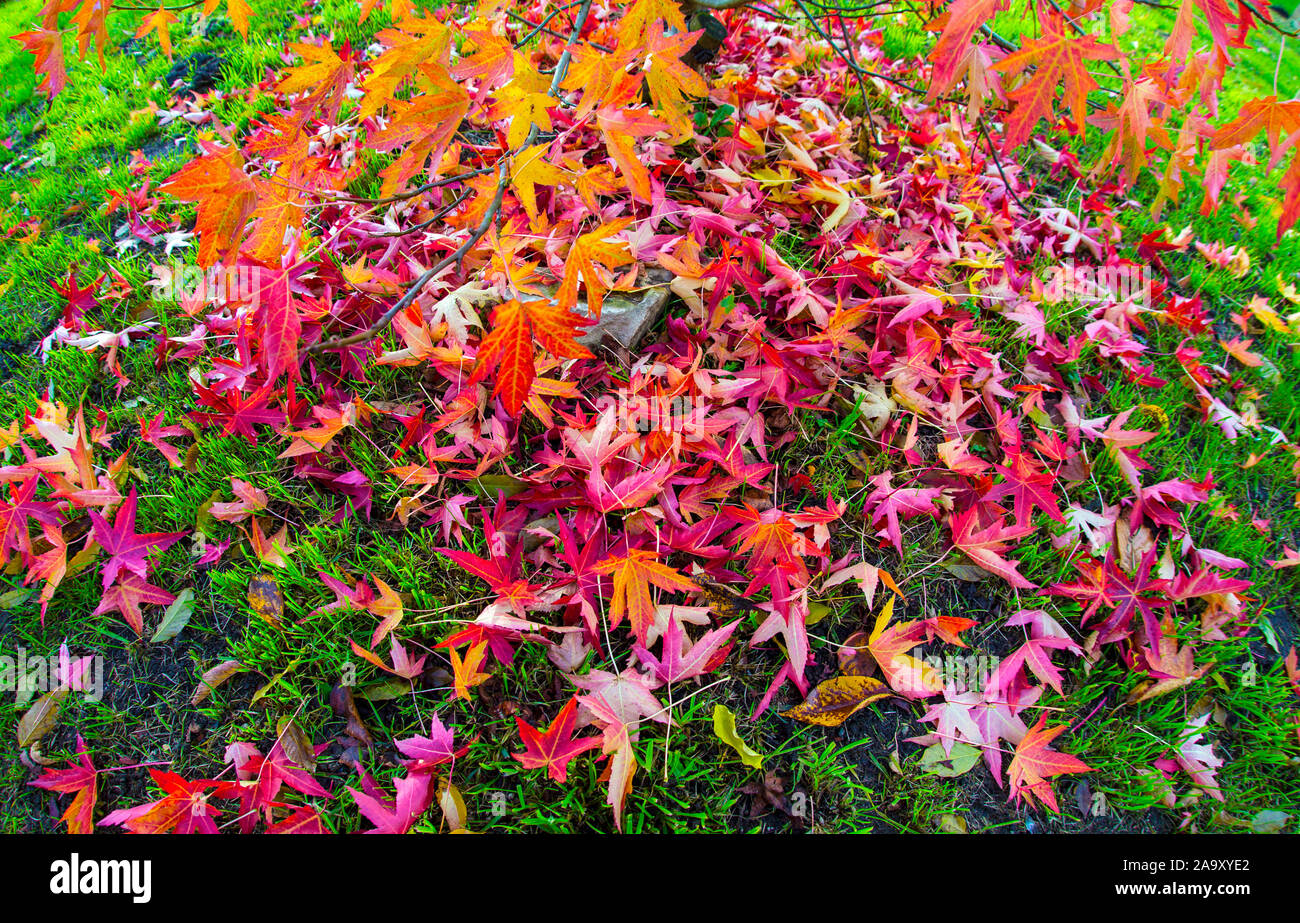 Autumn leaves Stock Photo