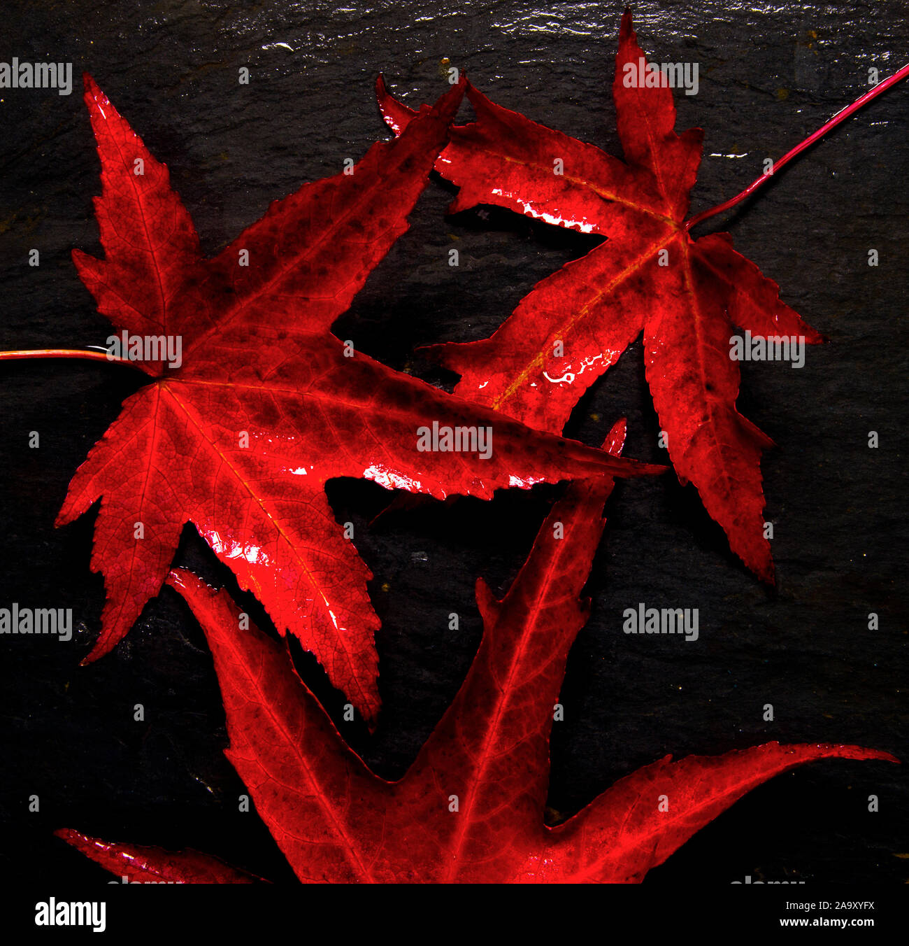 Colour of autumn leaves hi-res stock photography and images - Alamy