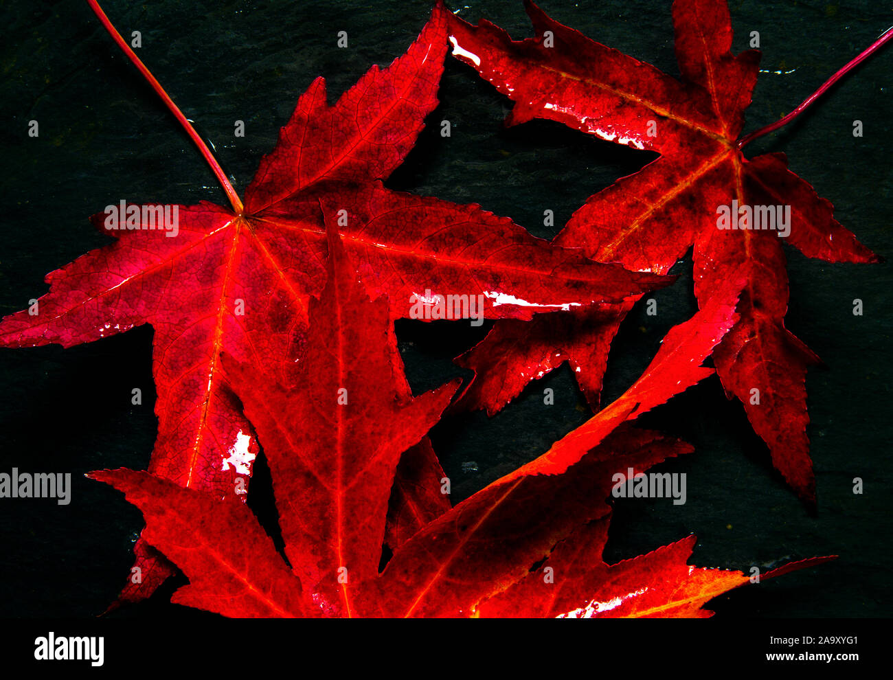 Colour of autumn leaves hi-res stock photography and images - Alamy