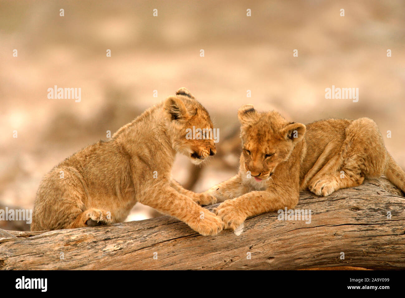 zwei Löwenjunge spielen auf Baumstamm; two lion cubs playing on tree trunk; Panthera leo; Etosha NP, Namibia Stock Photo