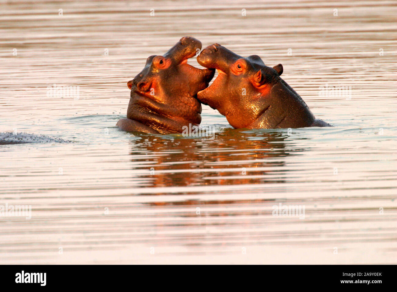 kämpfende Flusspferde im Wasser; fighting hippopotamus in water; Hippopotamus amphibius; Krüger NP, Südafrika Stock Photo