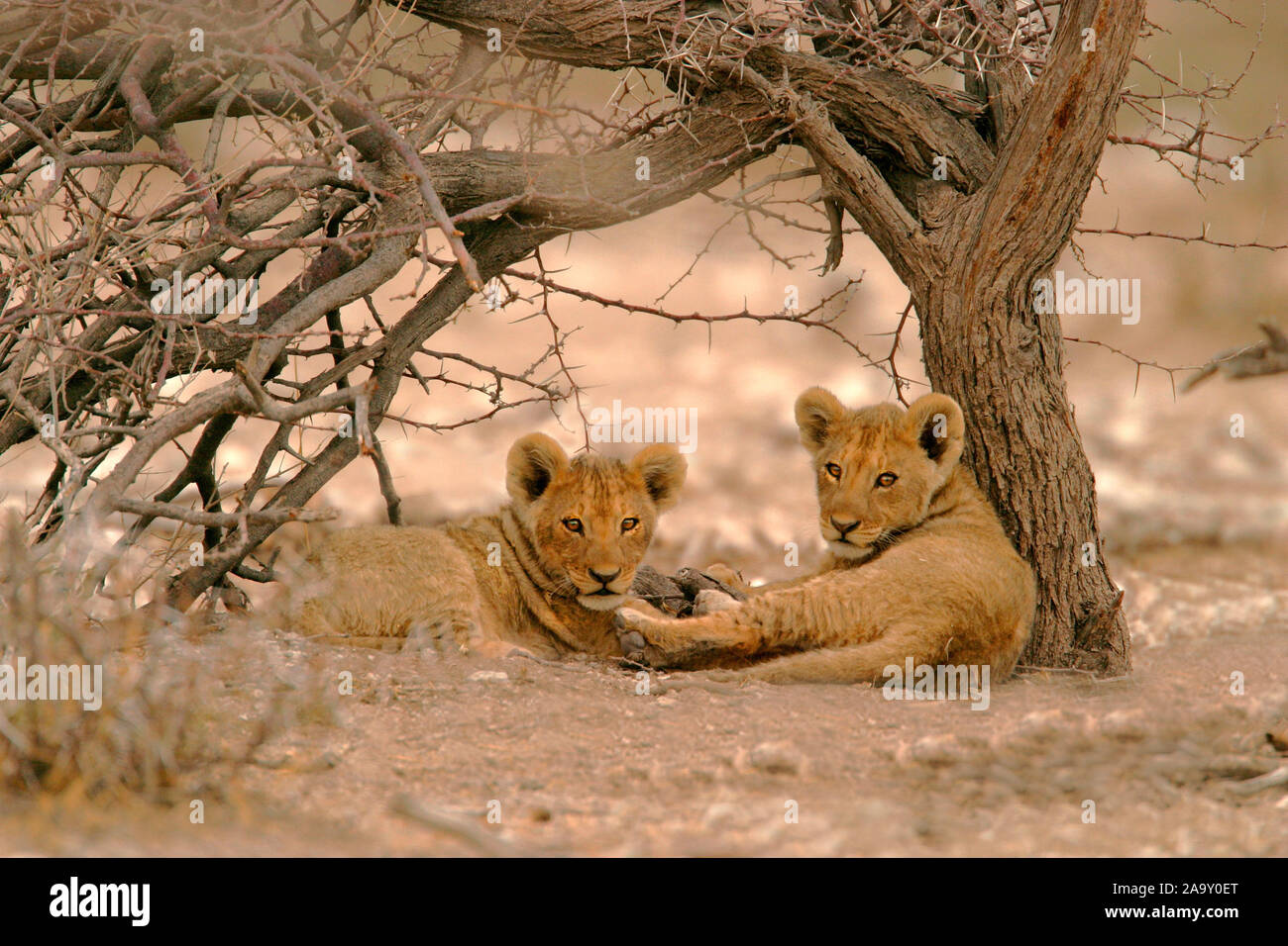 Löwenjunge liegen unter einem Baum; lion cub lying on tree, Panthera leo; Etosha NP, Namibia Stock Photo