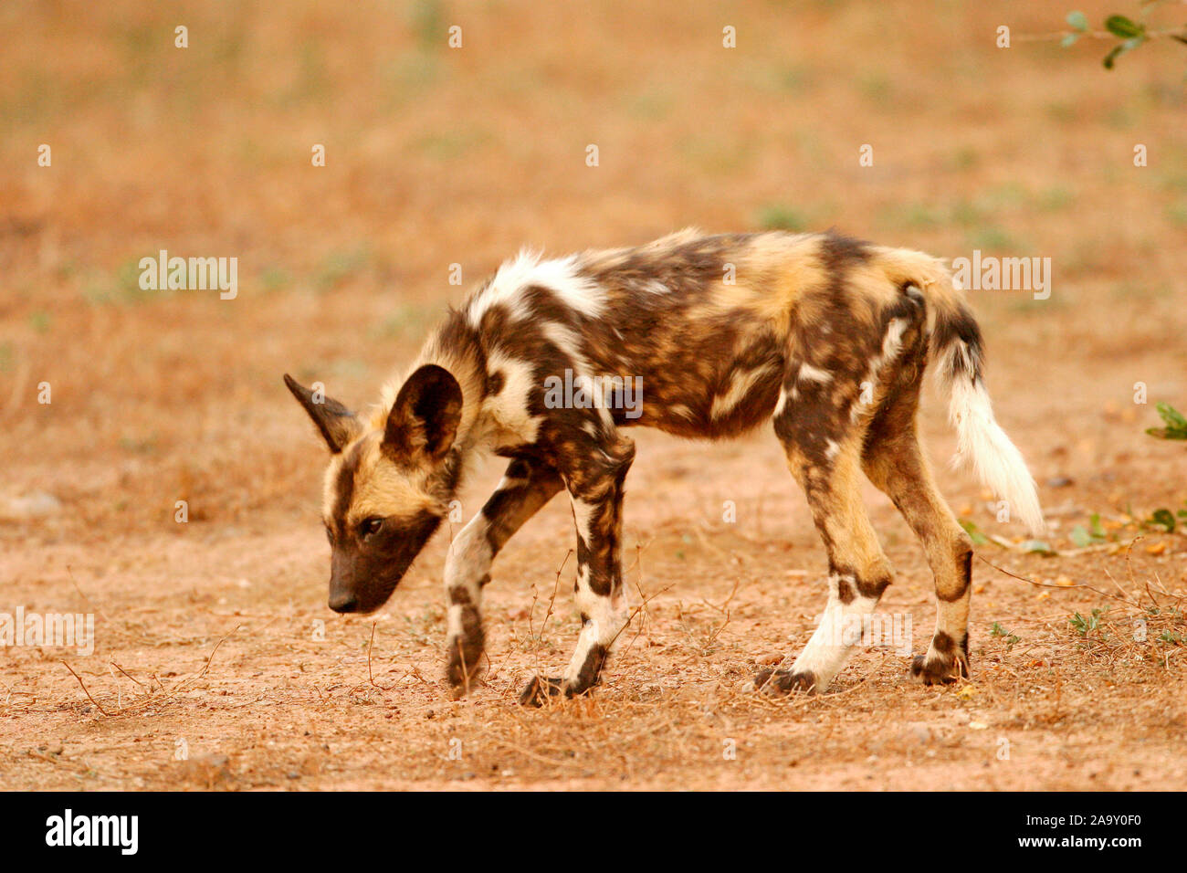 Afrikanischer Wildund, Welpe;  African Wild Dog pub; Lyacon pictus; Krüger NP, Südafrika Stock Photo