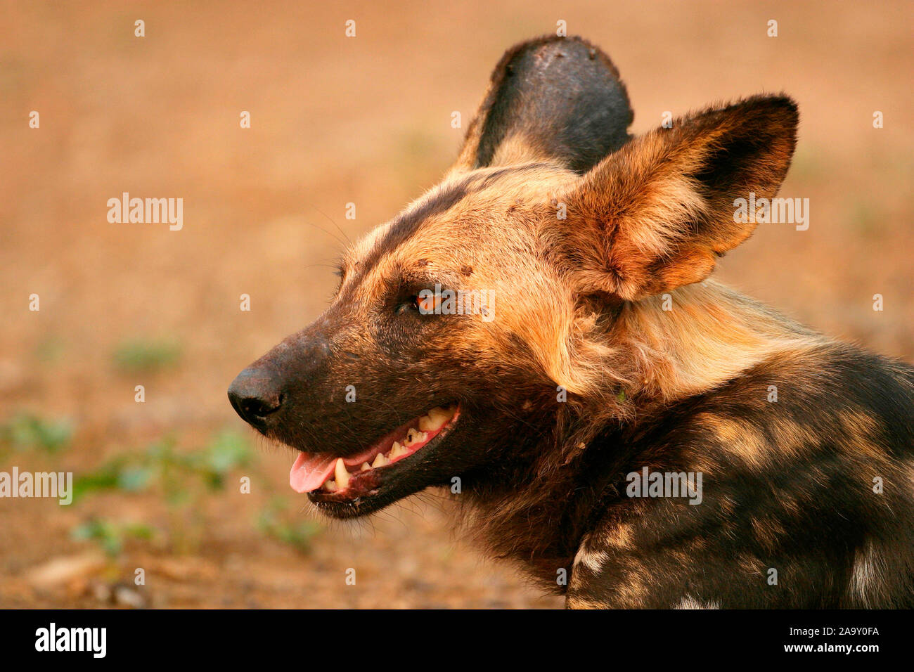 Afrikanischer Wildhund, Portrait; African Wild Dog, portrait; Lyacon pictus; Krüger NP, Südafrika Stock Photo