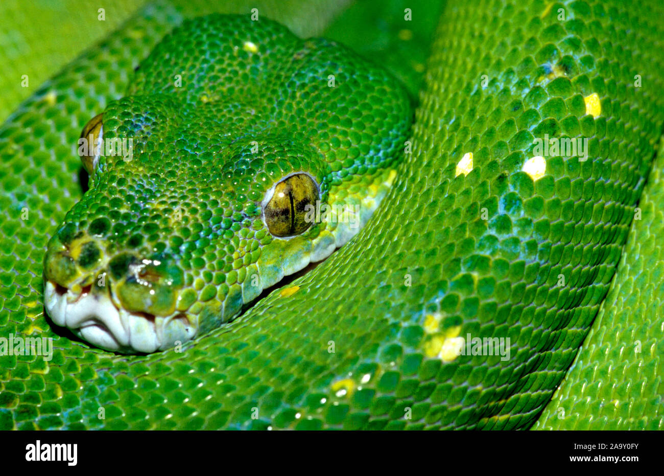 Portrait eines Grünen Baumpython; Portrait of Green Tree Python ...
