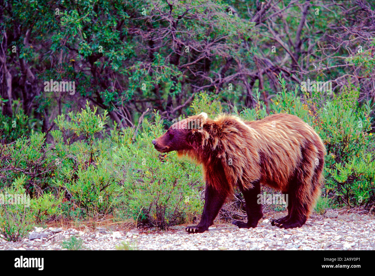 Grizzly im Flussbett; Grizzly in river bed; Ursus arctos; Denali NP, Alaska, USA Stock Photo