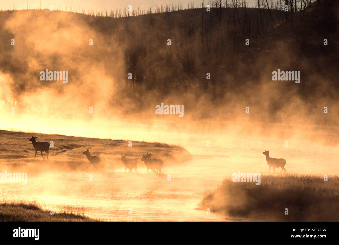 Wapitis durchqueren Fluss im Morgennebel; Elks crossing river in morning fog; Cervus canadensis; Yellowstone NP, Wyoming, USA Stock Photo