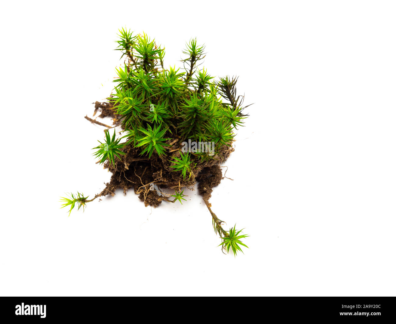 Green moss lichen isolated background Stock Photo