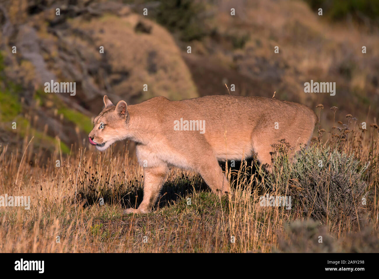 Weiblicher Puma auf Nahrungssuche, Suedamerika, Chile, Torres del Peine NP,  Felis concolar patagonia Stock Photo - Alamy