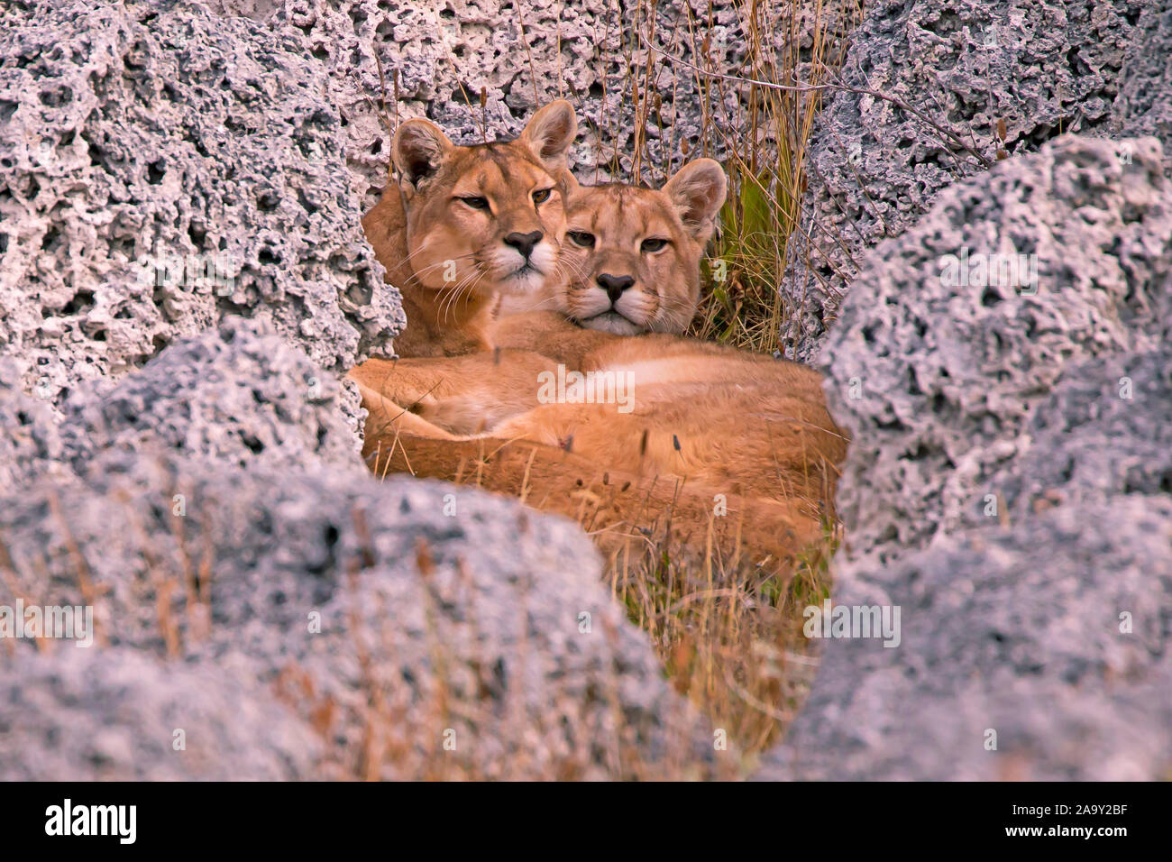 Erwachsene hi-res stock photography and images - Alamy