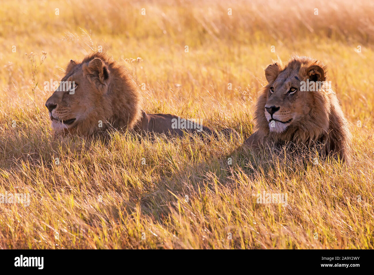 Afrika, Botswana, Maennlicher Loewe, Panthera leo, Stock Photo