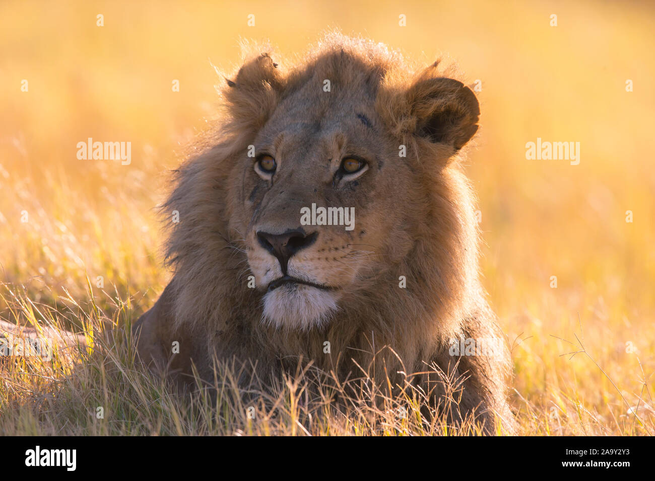 Afrika, Botswana, Maennlicher Loewe, Panthera leo, Stock Photo