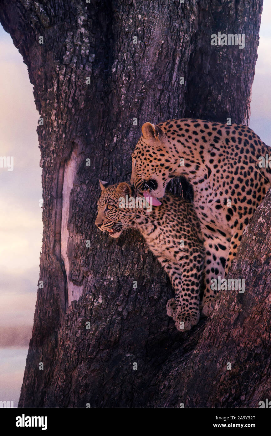 Leopard, Panther, Phantera pardus, maennlich, Botswana, Afrika, Saeugetiere, Stock Photo