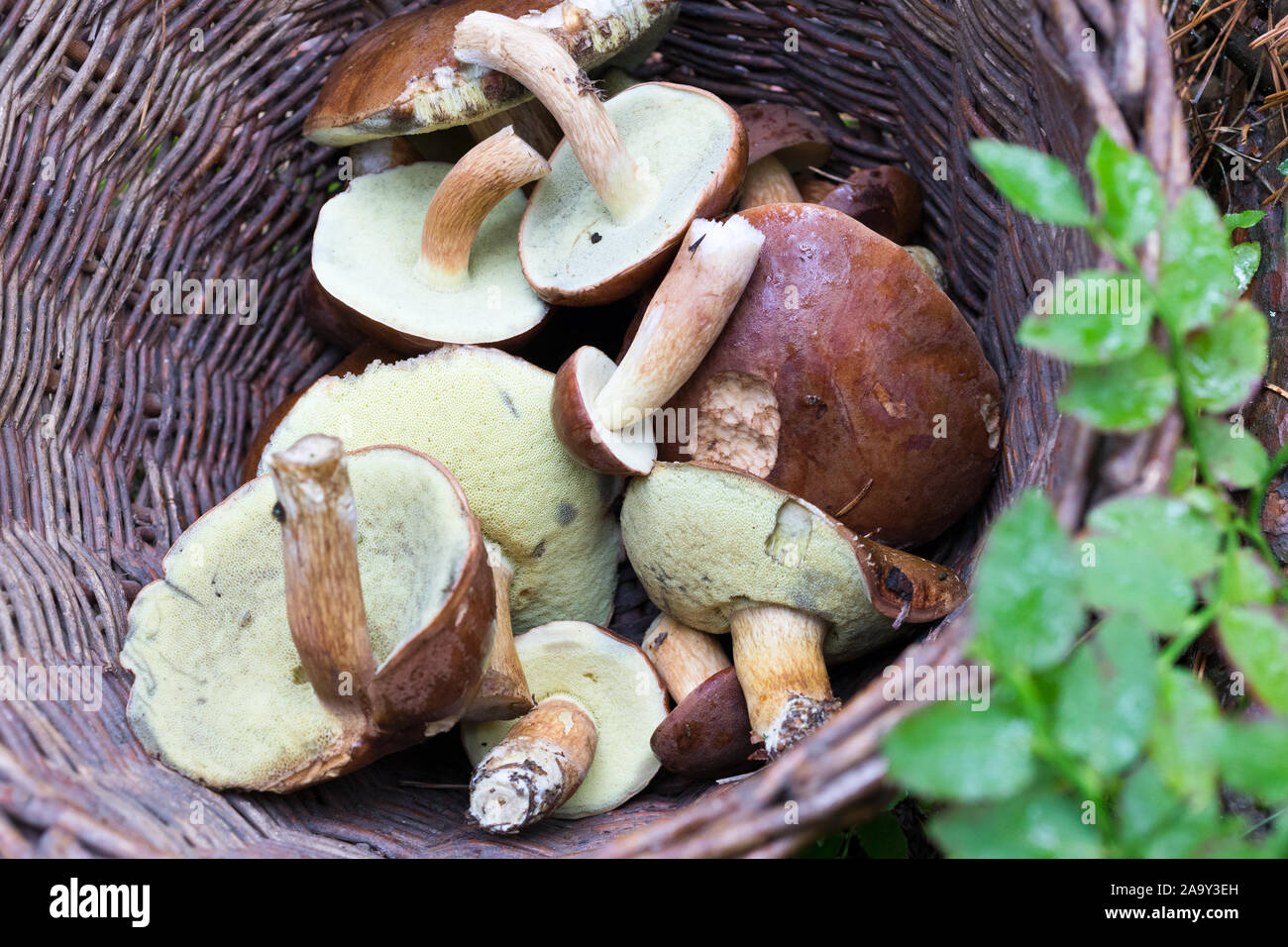 houby v proutěném košíku - boletus in the wicker creel - mushroom picking  Stock Photo - Alamy