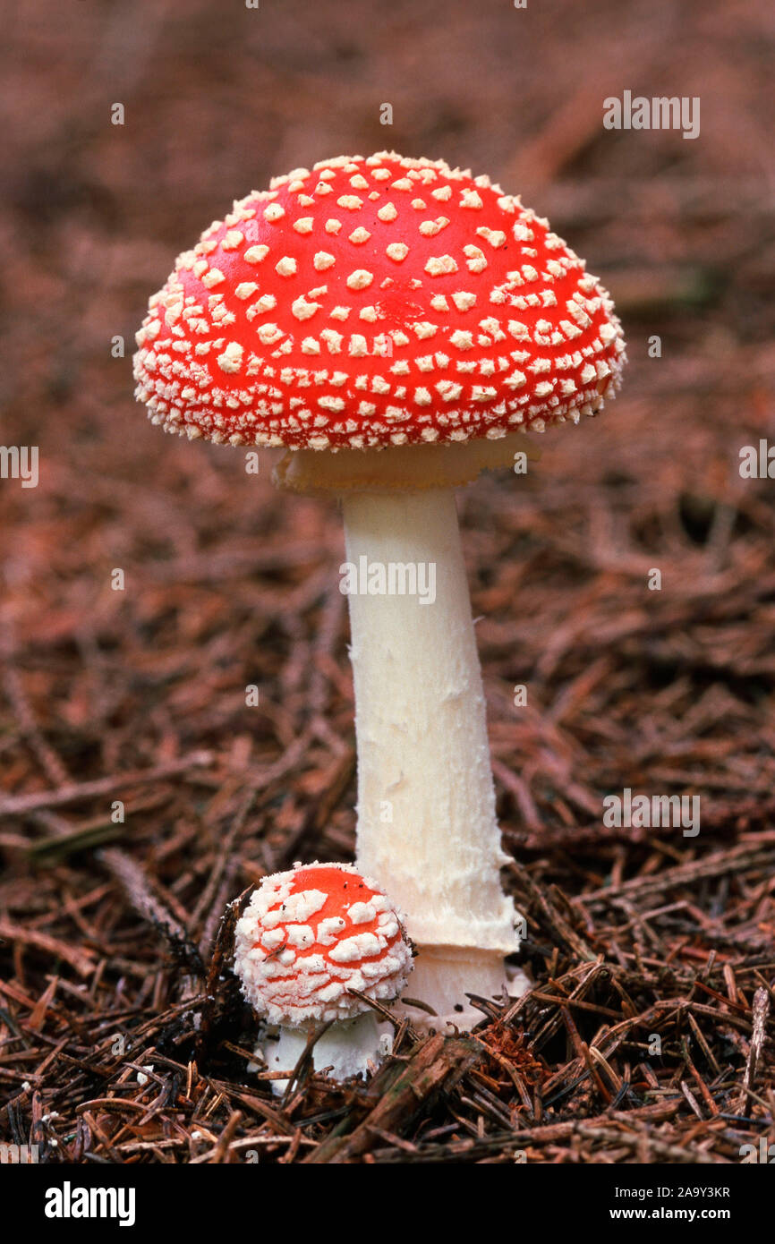 Pilze, Fliegenpilze, Amanita muscaria, Giftig, Stock Photo