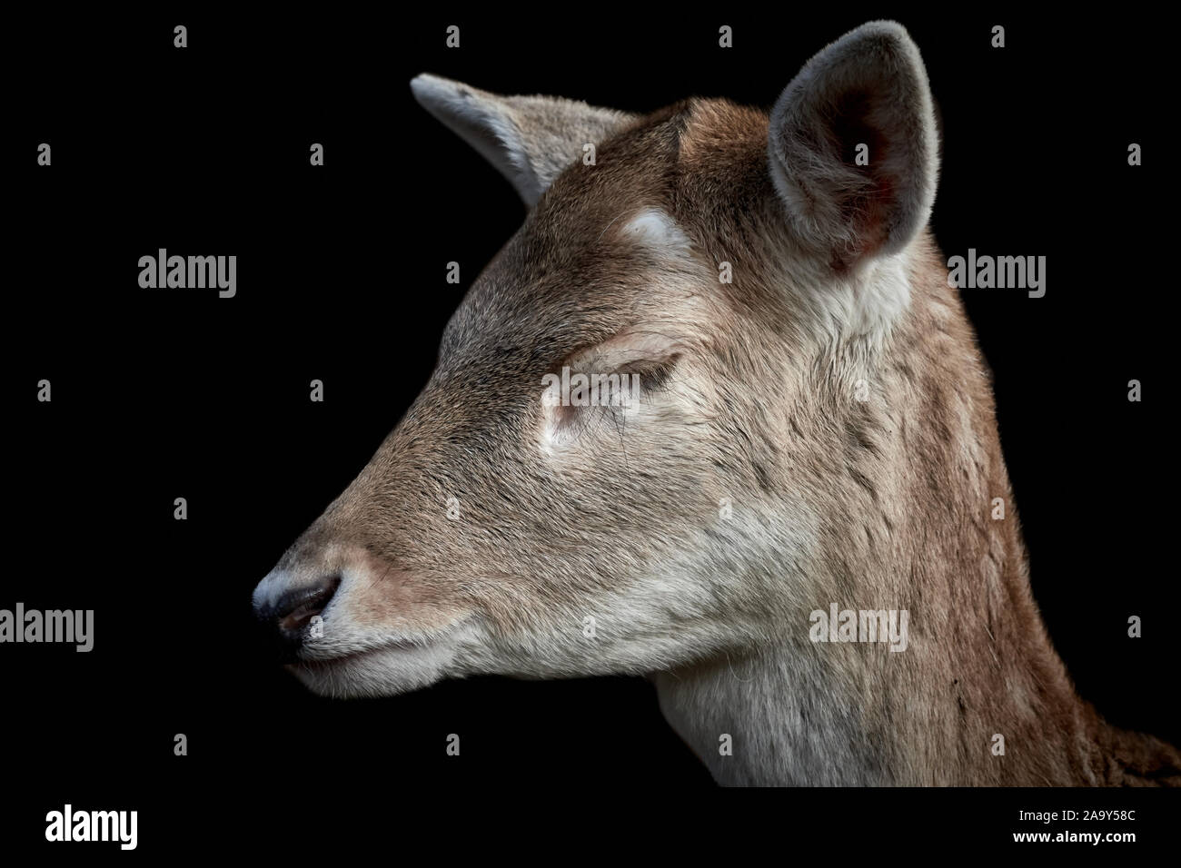 Head of a fallow deer with closed eyes isolated on black Stock Photo