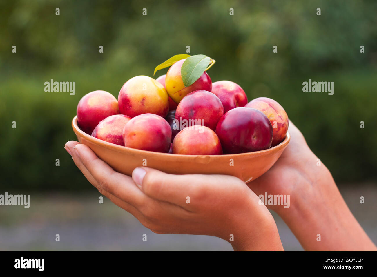 Ripe apricots in a plate. Plate with plums in the hands. Stock Photo