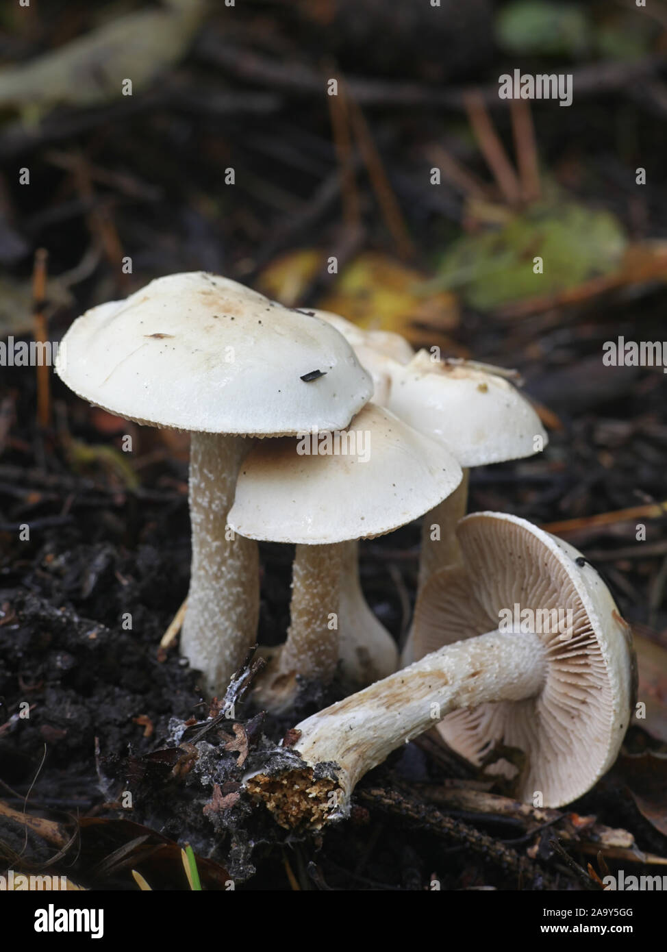 Hebeloma crustuliniforme, known as poisonpie or fairy cake mushroom Stock Photo