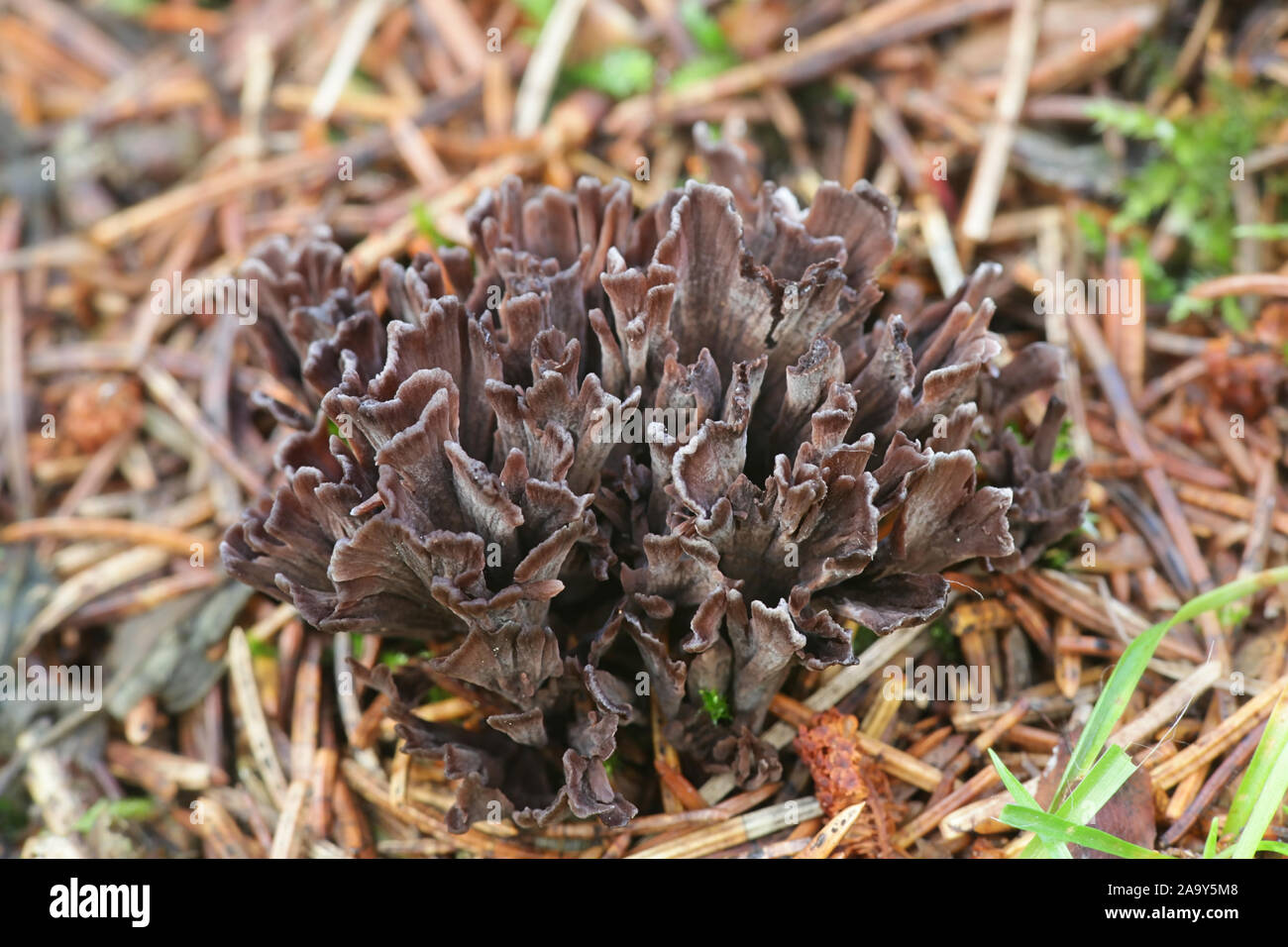 Thelephora palmata, known as the stinking earthfan or the fetid false coral, wild mushroom from Finland Stock Photo