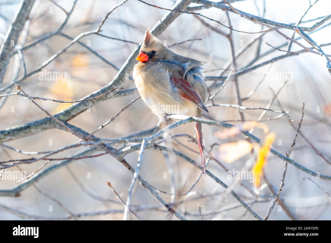 A female cardinal (Cardinalis cardinalis) perched in a tree in winter. Stock Photo