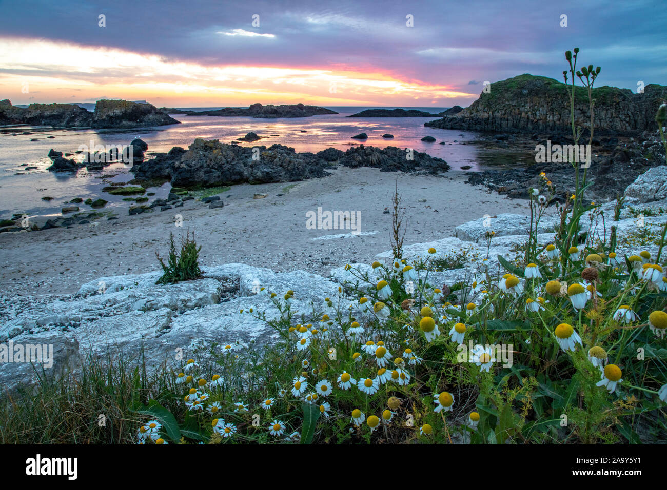 Wildflowers at Sunset at Ballintoy Harbour Marina in Northern Ireland