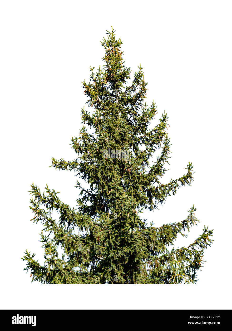 Christmas tree with cones isolated on white background Stock Photo