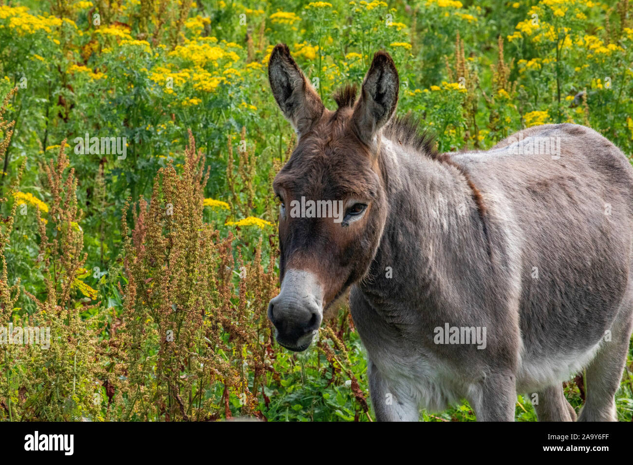 Donkey walking through tall yellow wildflowers in summertime in