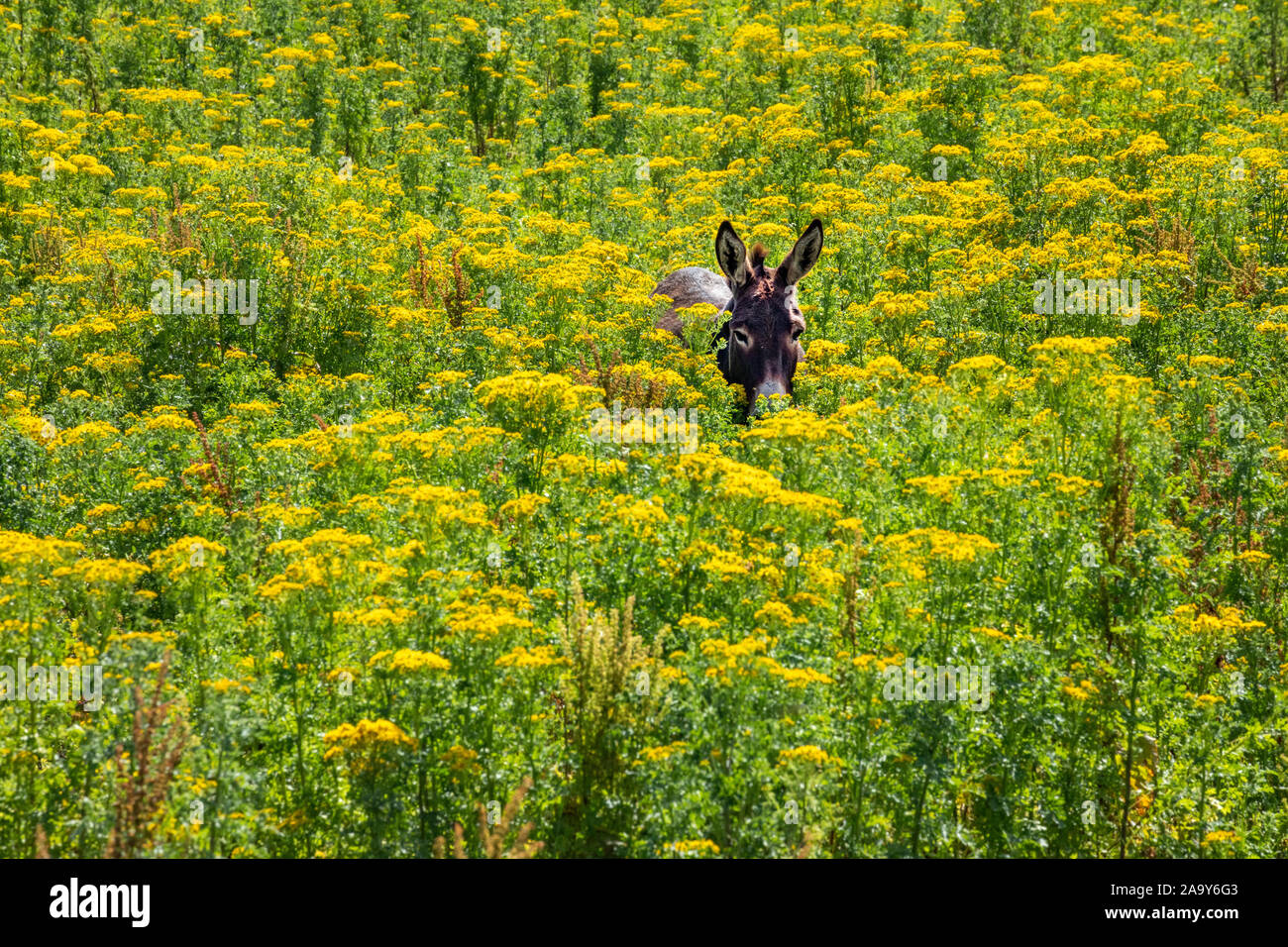 Donkey walking through tall yellow wildflowers in summertime in