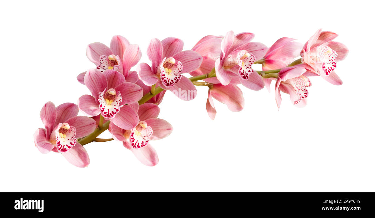 Pink orchid. Tropical flower branch isolated on white background Stock ...