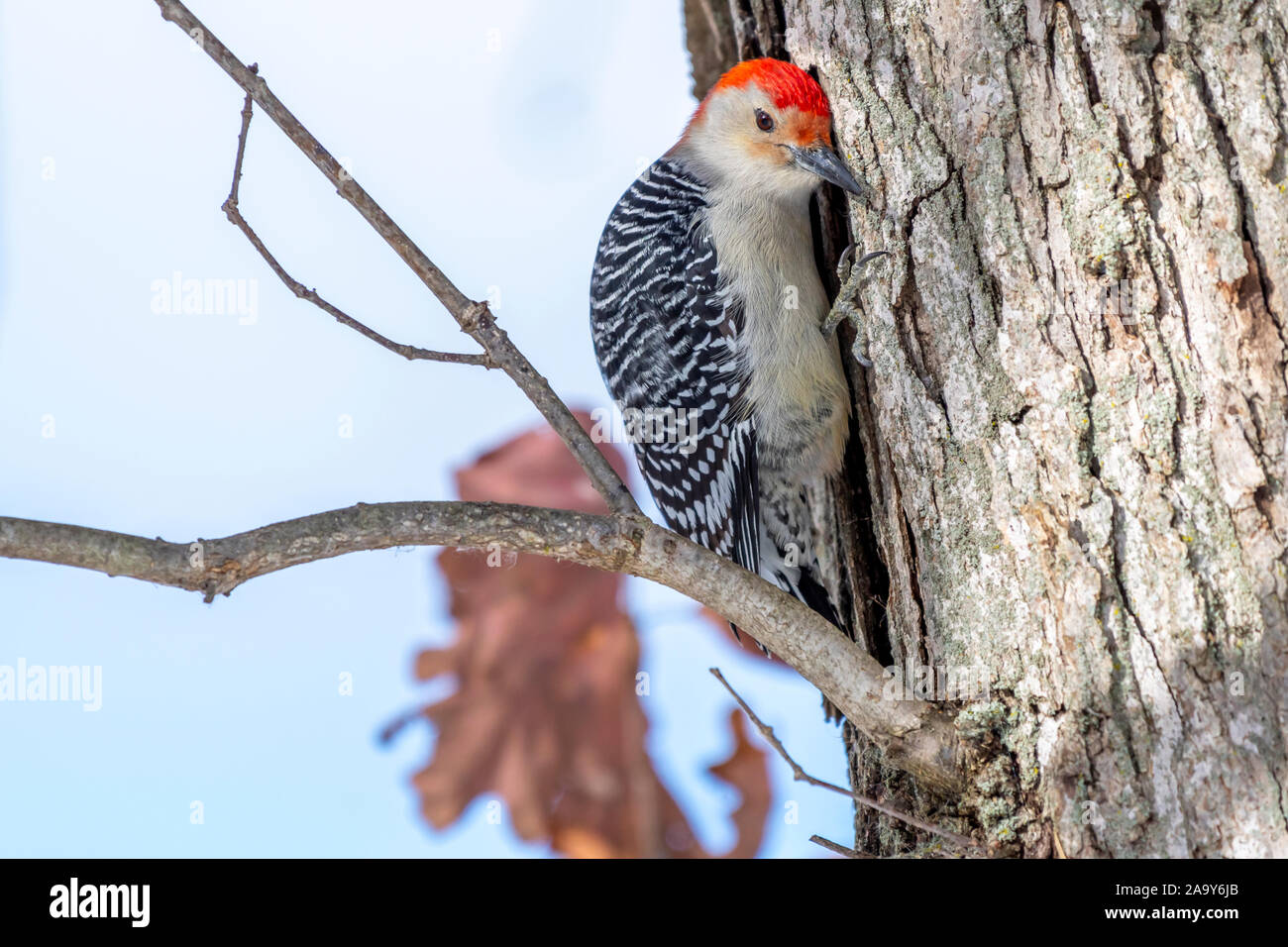 A male Red-bellied Woodpecker (Melanerpes carolinus) perched on a tree in the winter. Stock Photo