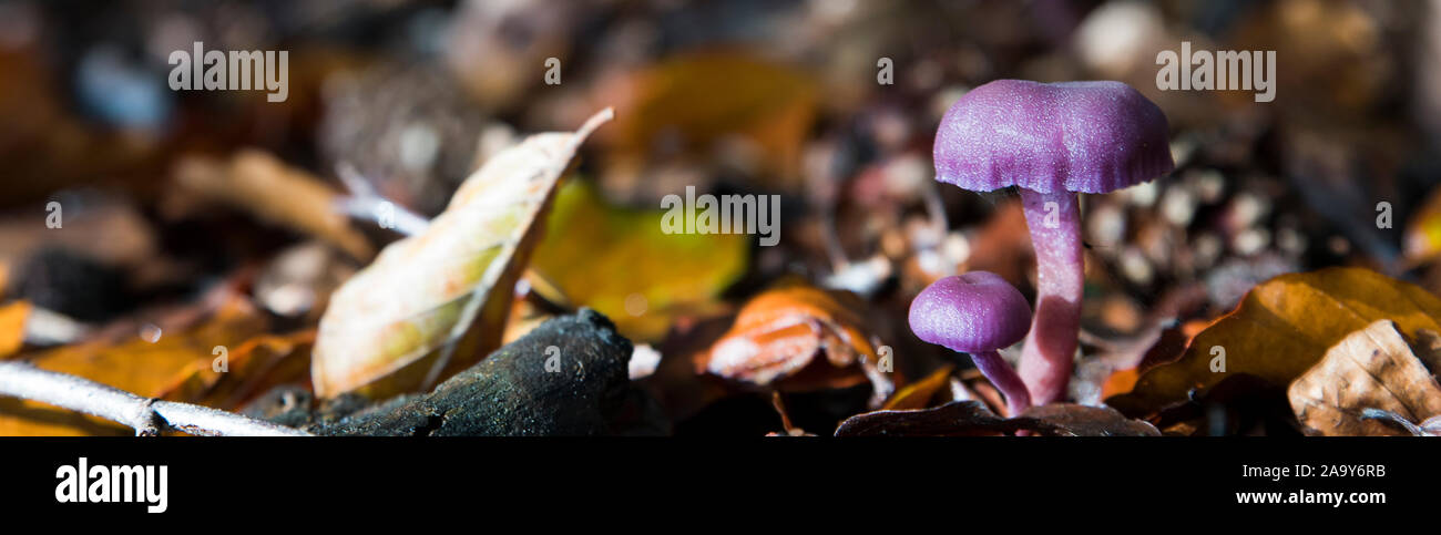 autumn forest with a big and small Laccaria amethystina or the amethyst deceiver between the leaves and ferns on the forest floor. Stock Photo