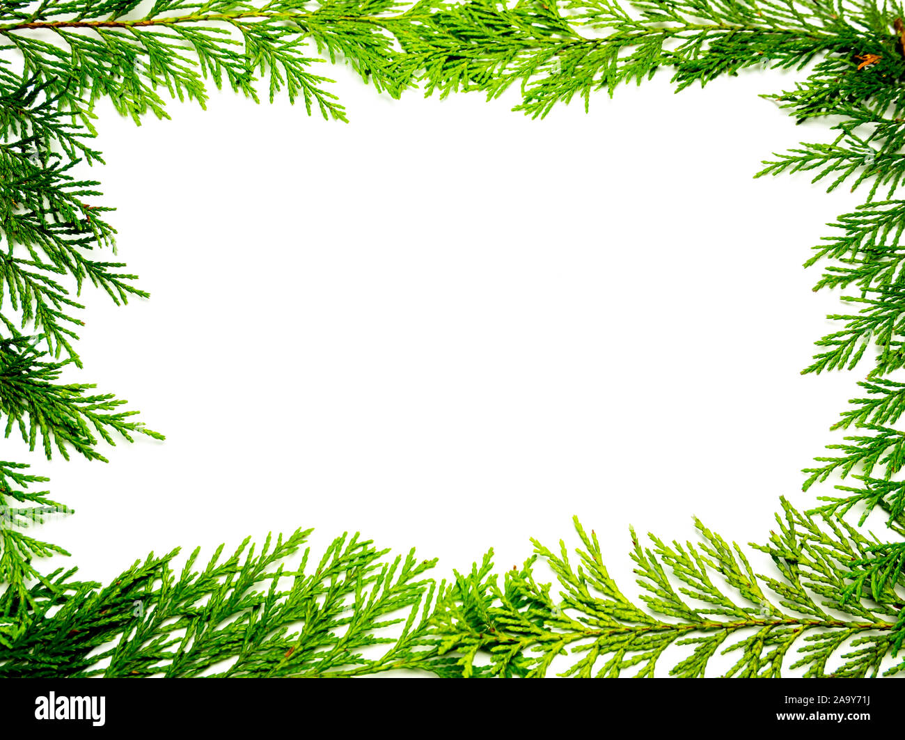 Tree of Life template frame Stock Photo - Alamy