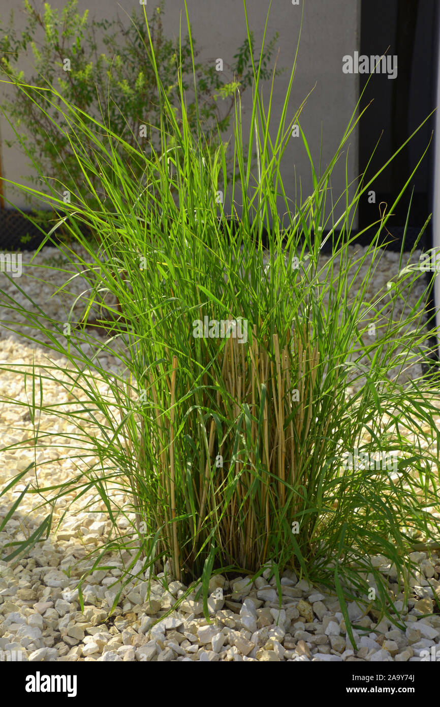 ornamental grass set in zen rockery, stone garden with decorative long poales grass Stock Photo